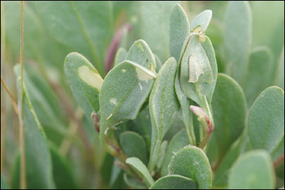 Scrobipalpa halimifolia Bidzilya & Budashkin, 2011 - �������������� ���� ����������������