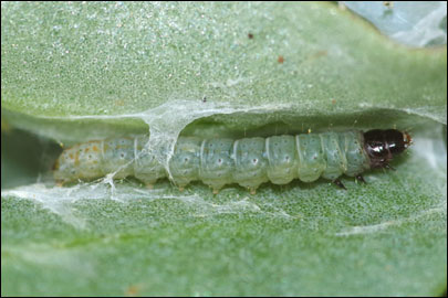Scrobipalpa halimifolia Bidzilya & Budashkin, 2011 - �������������� ���� ����������������