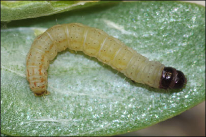 Scrobipalpa halimifolia Bidzilya & Budashkin, 2011 - �������������� ���� ����������������