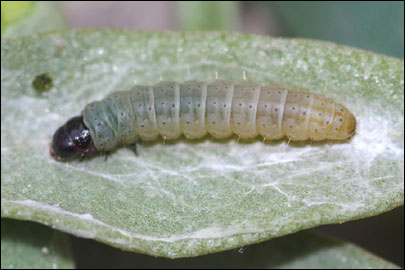 Scrobipalpa halimifolia Bidzilya & Budashkin, 2011 - �������������� ���� ����������������