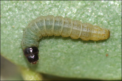 Scrobipalpa halimifolia Bidzilya & Budashkin, 2011 - �������������� ���� ����������������