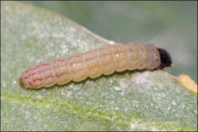 Scrobipalpa halimifolia Bidzilya & Budashkin, 2011 - �������������� ���� ����������������
