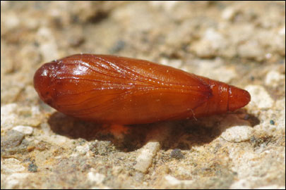 Scrobipalpa halimifolia Bidzilya & Budashkin, 2011 - �������������� ���� ����������������