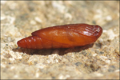 Scrobipalpa halimifolia Bidzilya & Budashkin, 2011 - �������������� ���� ����������������