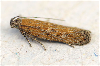 Scrobipalpa halimifolia Bidzilya & Budashkin, 2011 - �������������� ���� ����������������