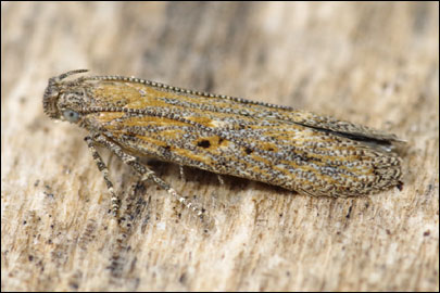 Scrobipalpa halimifolia Bidzilya & Budashkin, 2011 - �������������� ���� ����������������