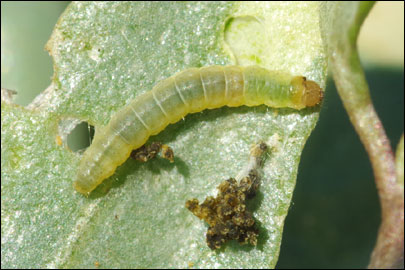 Scrobipalpa halimioniella Huemer & Karsholt, 2010 - �������������� ���� ������������