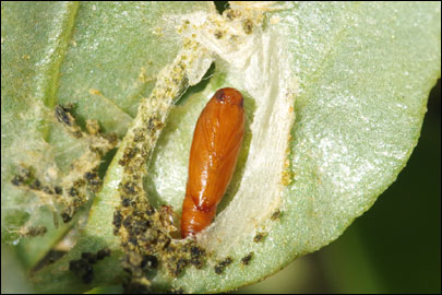 Scrobipalpa halimioniella Huemer & Karsholt, 2010 - �������������� ���� ������������