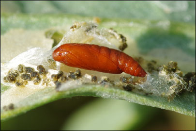 Scrobipalpa halimioniella Huemer & Karsholt, 2010 - �������������� ���� ������������