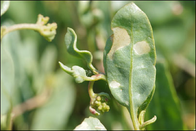 Scrobipalpa halimioniella Huemer & Karsholt, 2010 - �������������� ���� ������������