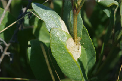 Scrobipalpa halimioniella Huemer & Karsholt, 2010 - �������������� ���� ������������