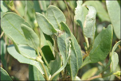 Scrobipalpa halimioniella Huemer & Karsholt, 2010 - �������������� ���� ������������