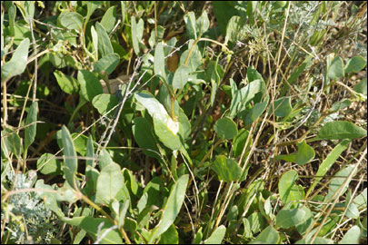 Scrobipalpa halimioniella Huemer & Karsholt, 2010 - �������������� ���� ������������