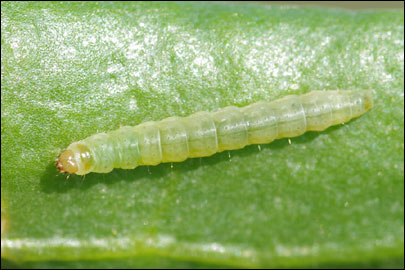 Scrobipalpa halimioniella Huemer & Karsholt, 2010 - �������������� ���� ������������