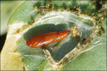 Scrobipalpa halimioniella Huemer & Karsholt, 2010 - �������������� ���� ������������