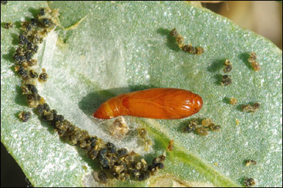 Scrobipalpa halimioniella Huemer & Karsholt, 2010 - �������������� ���� ������������