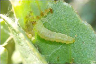 Scrobipalpa halimioniella Huemer & Karsholt, 2010 - �������������� ���� ������������