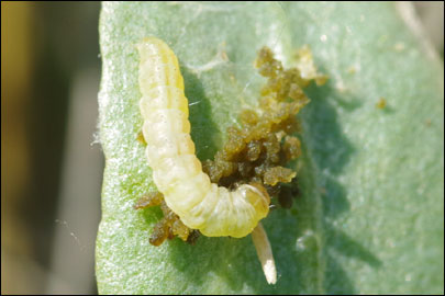 Scrobipalpa halimioniella Huemer & Karsholt, 2010 - �������������� ���� ������������