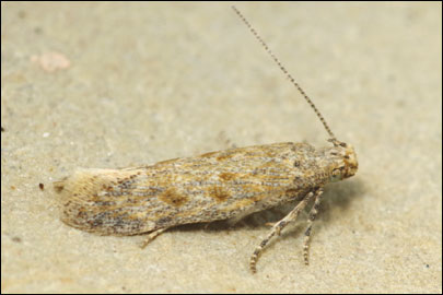 Scrobipalpa halimioniella Huemer & Karsholt, 2010 - �������������� ���� ������������