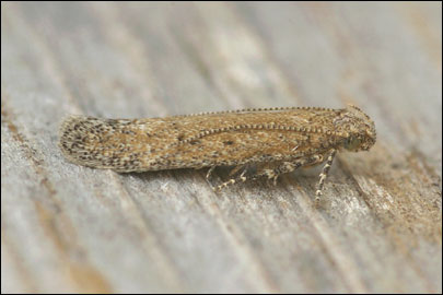 Scrobipalpa obsoletella (Fischer von Roslerstamm, 1841) - �������������� ���� �������