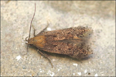 Stomopteryx remissella (Zeller, 1847) - �������������� ���� �������