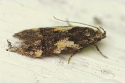 Teleiodes luculella (Hubner, [1813]) -   