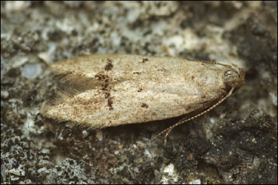 Teleiodes vulgella ([Denis & Schiffermuller], 1775) - �������������� ���� ����������