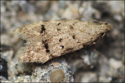 Teleiodes vulgella ([Denis & Schiffermuller], 1775) - �������������� ���� ����������