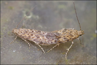 Tuta absoluta (Meyrick, 1917) -   