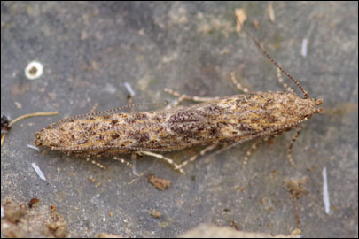 Tuta absoluta (Meyrick, 1917) -   