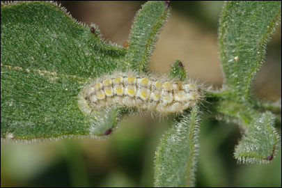 Jordanita chloros (Hubner, [1813]) - ��������� ����������