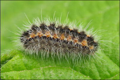 Rhagades pruni ([Denis & Schiffermuller], 1775) - ��������� ��������