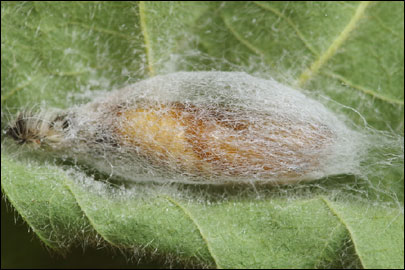 Rhagades pruni ([Denis & Schiffermuller], 1775) - ��������� ��������