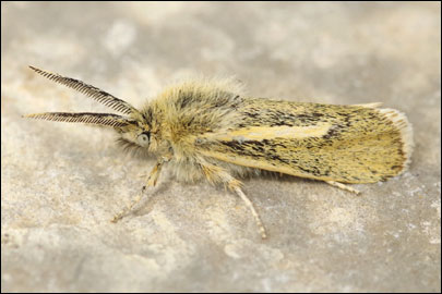 Brachodes appendiculata (Esper, 1783) - ����������� ���� �����������