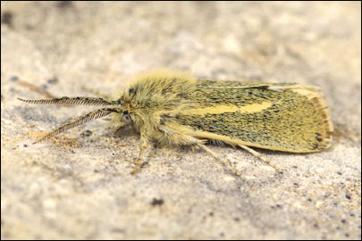 Brachodes appendiculata (Esper, 1783) - ����������� ���� �����������