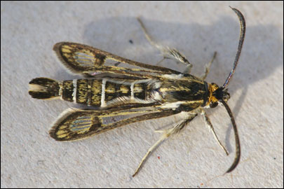 Chamaesphecia bibioniformis (Esper, 1800) -  