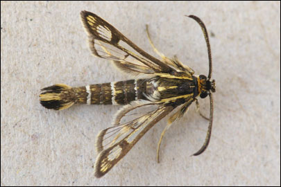 Chamaesphecia bibioniformis (Esper, 1800) -  