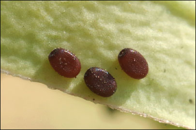 Chamaesphecia empiformis (Esper, [1783]) -  