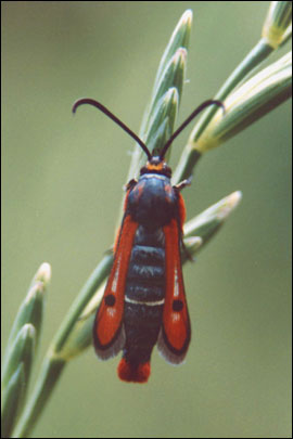 Chamaesphecia schmidtiiformis (Freyer, 1836) -  