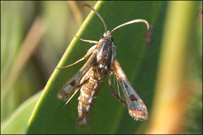 Pyropteron cirgisa (Bartel, 1912) - ���������������������