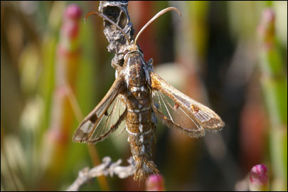 Pyropteron cirgisa (Bartel, 1912) - ���������������������