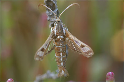 Pyropteron cirgisa (Bartel, 1912) - ���������������������