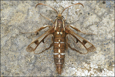 Pyropteron cirgisa (Bartel, 1912) - ���������������������