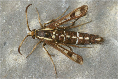 Pyropteron cirgisa (Bartel, 1912) - ���������������������