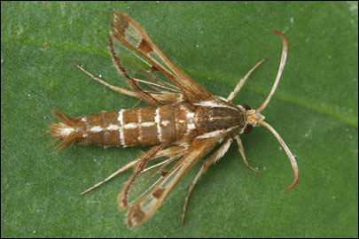 Pyropteron cirgisa (Bartel, 1912) - ���������������������