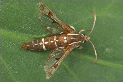 Pyropteron cirgisa (Bartel, 1912) - ���������������������