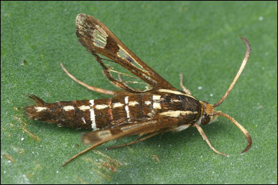 Pyropteron cirgisa (Bartel, 1912) - ���������������������