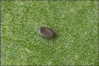 Pyropteron cirgisa (Bartel, 1912) - ���������������������