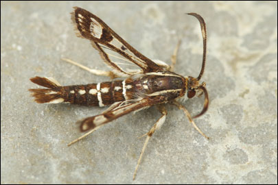 Pyropteron cirgisa (Bartel, 1912) - ���������������������