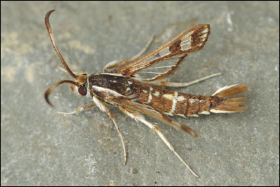 Pyropteron cirgisa (Bartel, 1912) - ���������������������